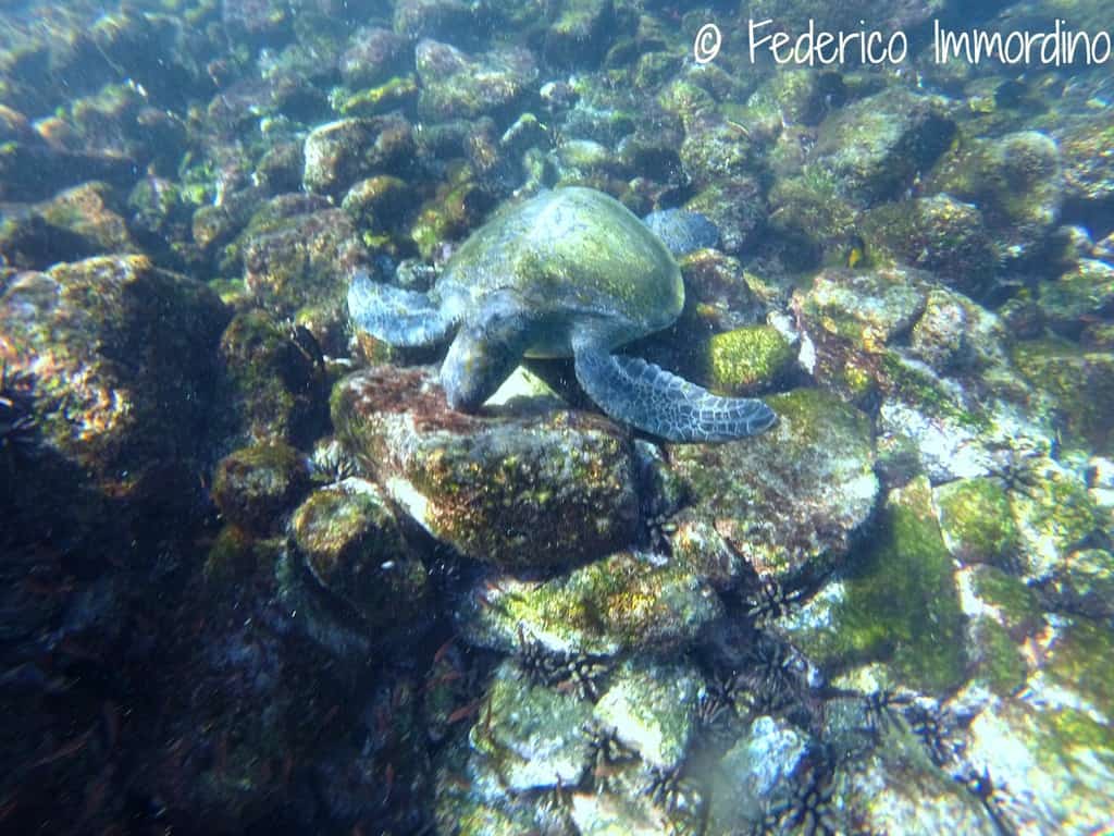Immersioni-Galapagos-tartaruga.jpg