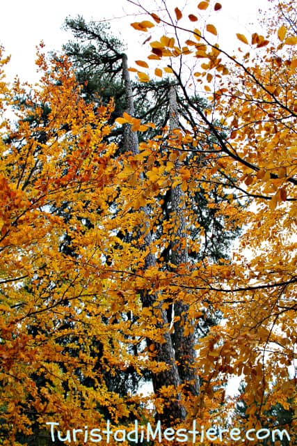 La Sila in Calabria in Autunno