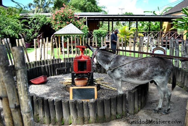 Appleton Rum Estate Tour, Jamaica