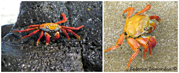 coloratissimi granchi delle Galapagos