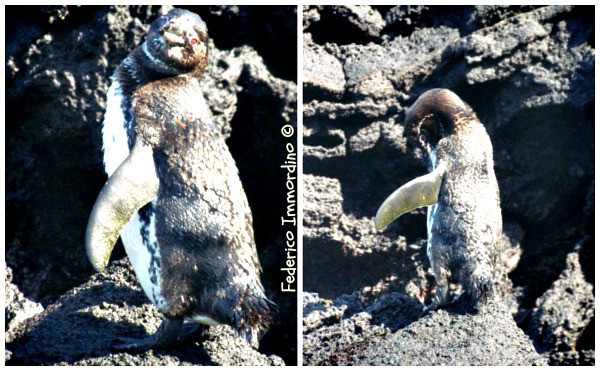 Galapagos-pinguini-Sombrero-Chino