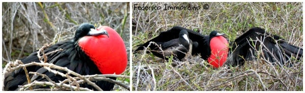 Galapagos Magnifici Frigatebird