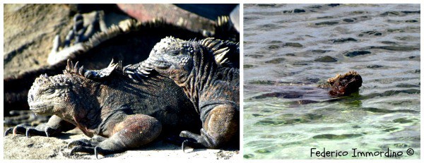 galapagos-animali-iguana