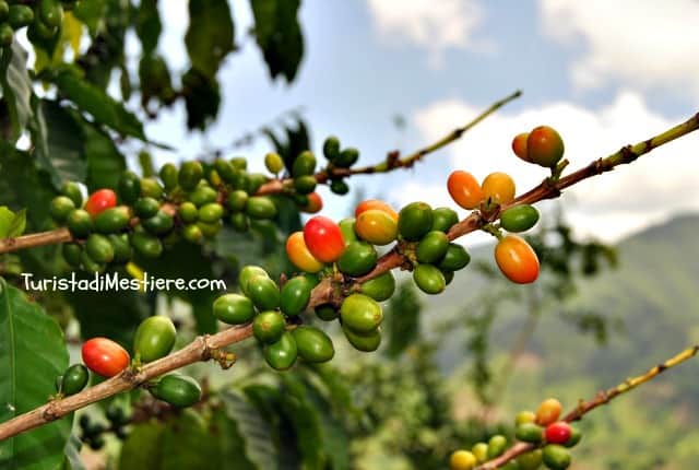 Coffee Plant