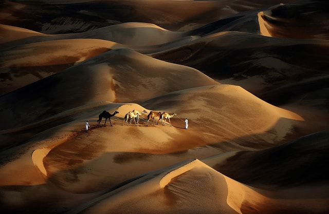 Desert and camels