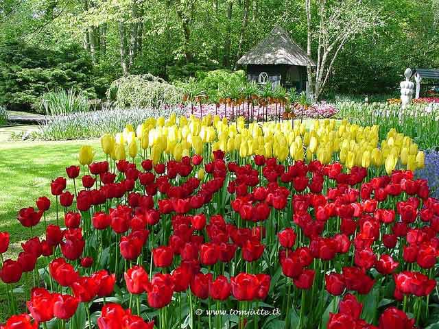 Parco Keukenhof, Lisse