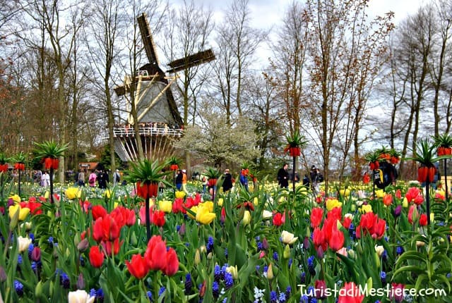 Keukenhof, Mulino a Vento