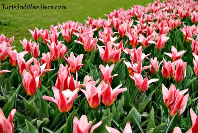 Keukenhof