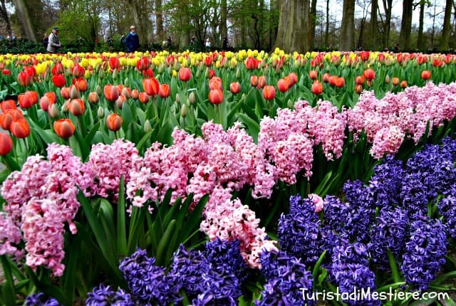 Keukenhof, giardino