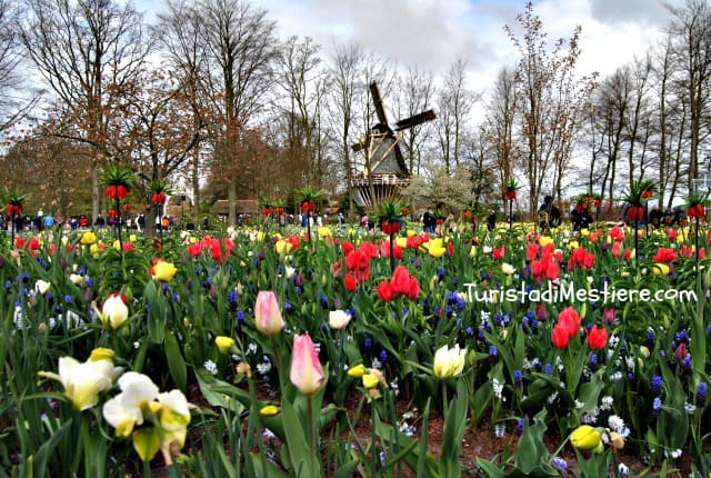 Keukenhof