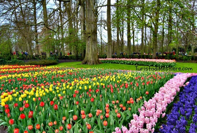 Keukenhof