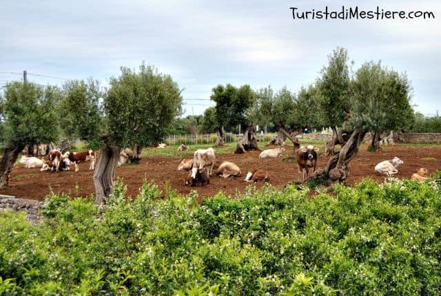 Caseificio-Lamapecora-Puglia-2