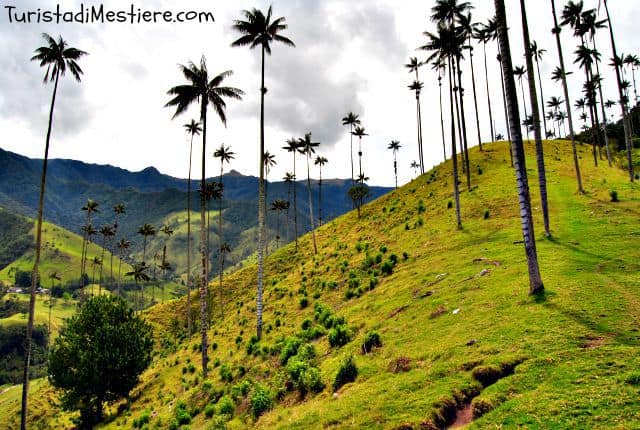 Valle-Cocora-Colombia