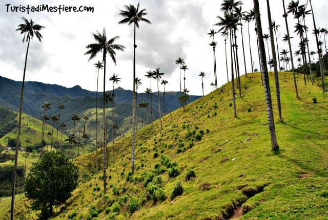 Palme della cera nella Valle del Cocora