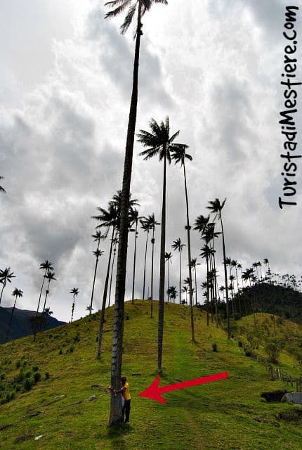 tree-wax-cocora-valley