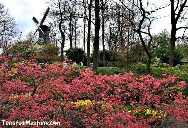 Keukenhof-parco-tulipani-amsterdam