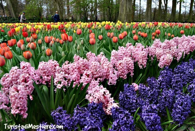 Keukenhof-parco-tulipani-amsterdam