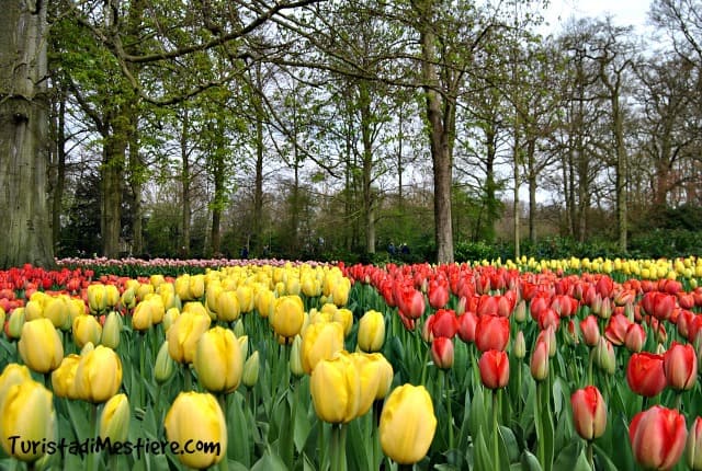 Keukenhof-parco-tulipani-amsterdam