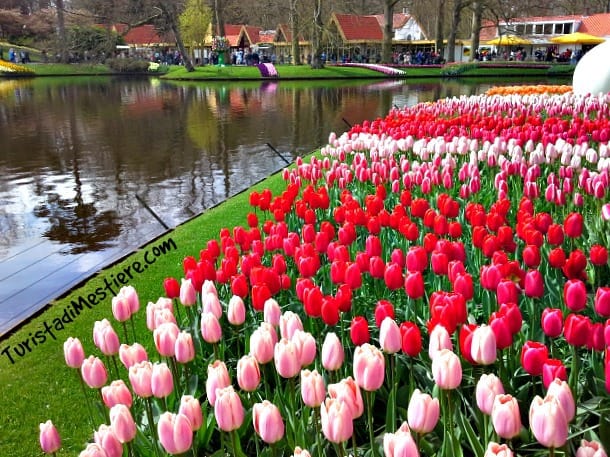 Keukenhof-parco-tulipani-amsterdam