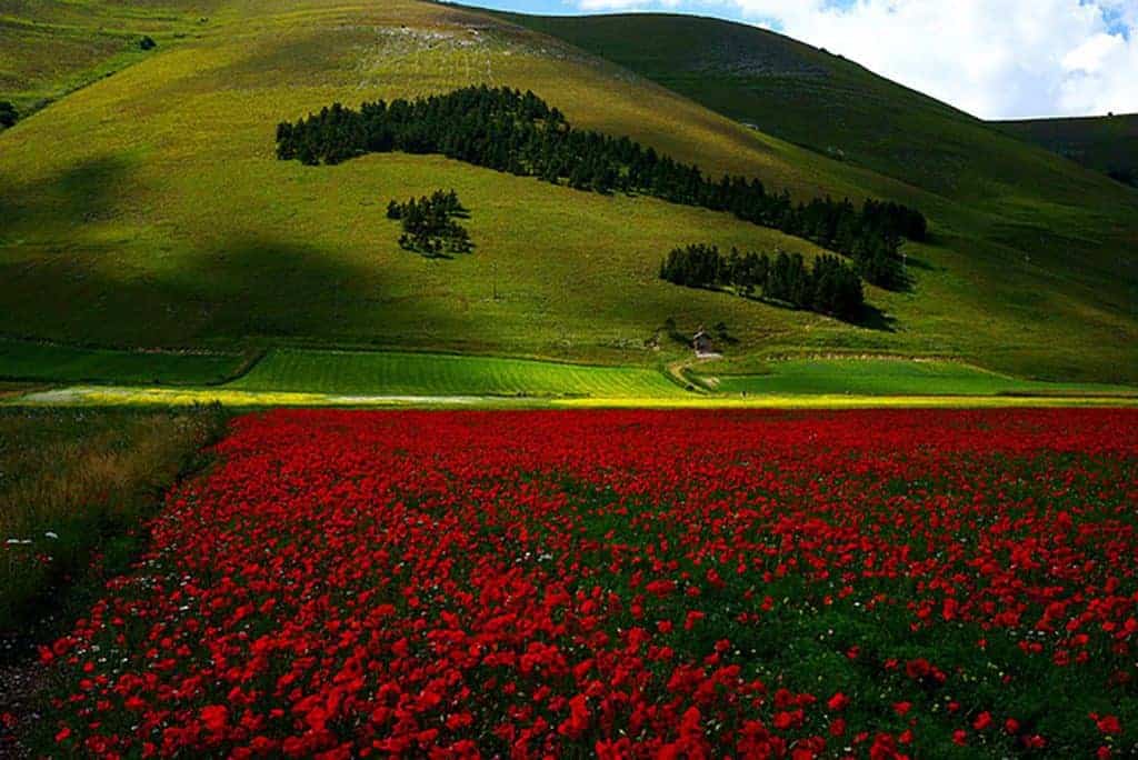 Castelluccio di Norcia fioritura