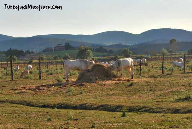 Chianina-Val-di-Chiana