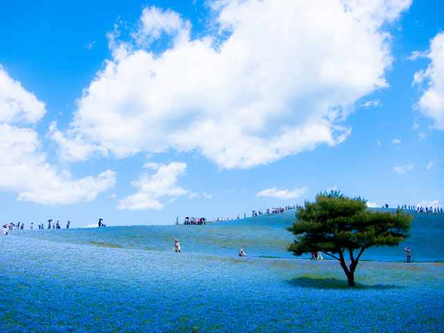 Hitachi Seaside Park Nemophila Blu