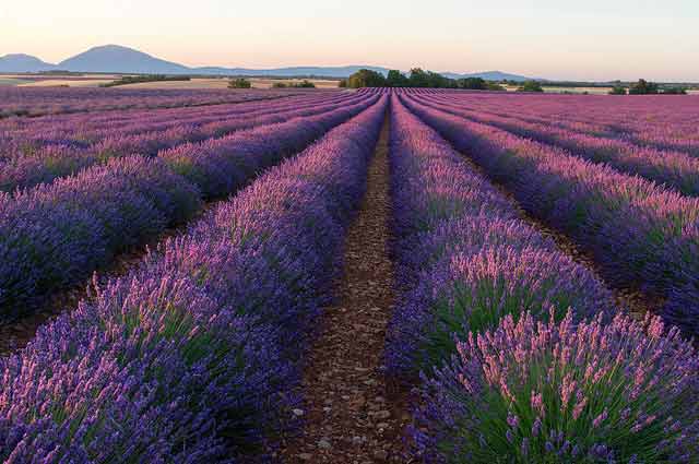 Lvanda-Valensole-Provenza