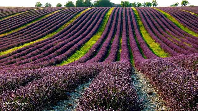 Lavanda-provenza