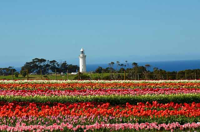 Table Cape lighthouse and tulips