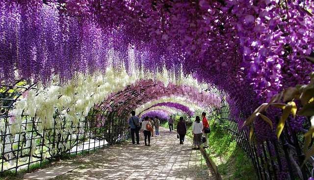 wisteria-tunnel-nel-kawachi-fuji-gardens