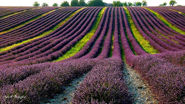 Campo di lavanda