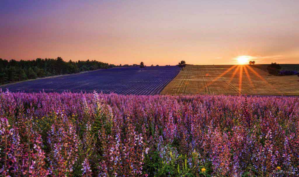 lavanda-provenza-francia