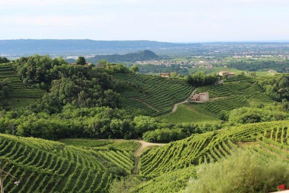 Treviso vigneti prosecco
