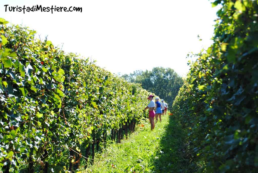 La vendemmia tra i filari