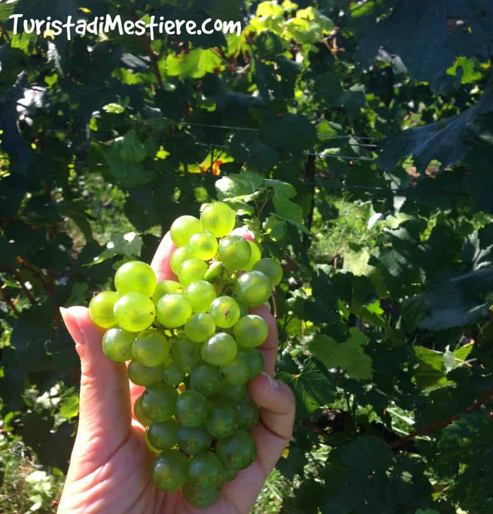 Vendemmia-2016-Berlucchi