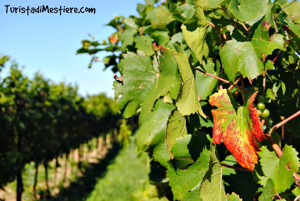 Tra i filari della vigna Quindicipiò