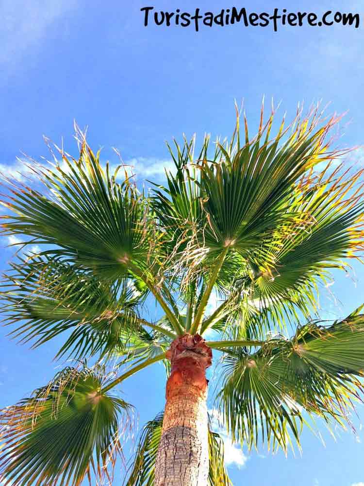 Palme-lanzarote