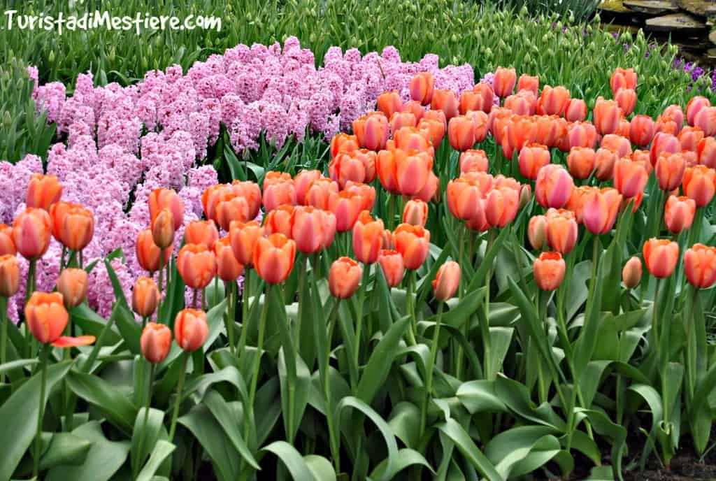 Keukenhof-2017