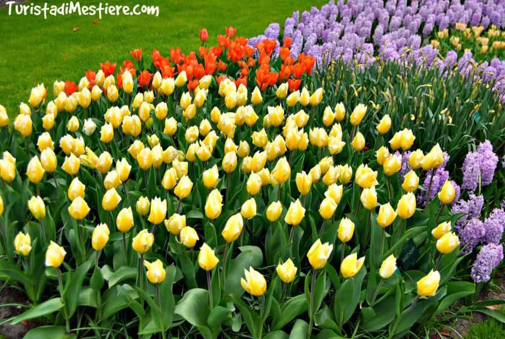 Keukenhof
