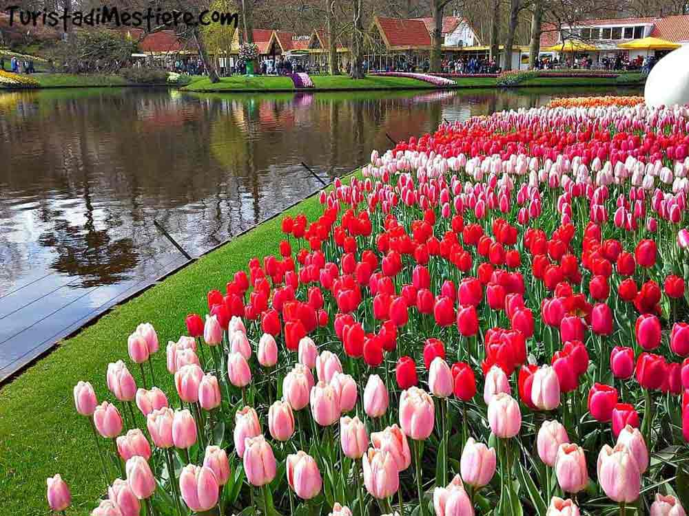 Keukenhof-2017-apertura