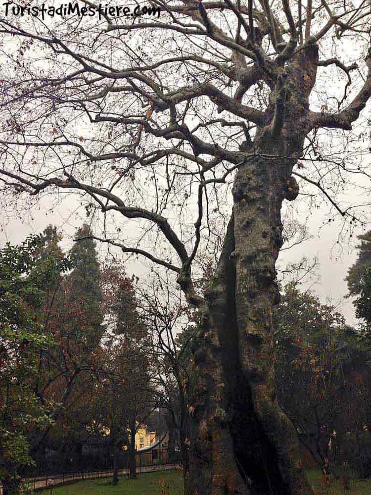 Orto-Padova-alberi-storici