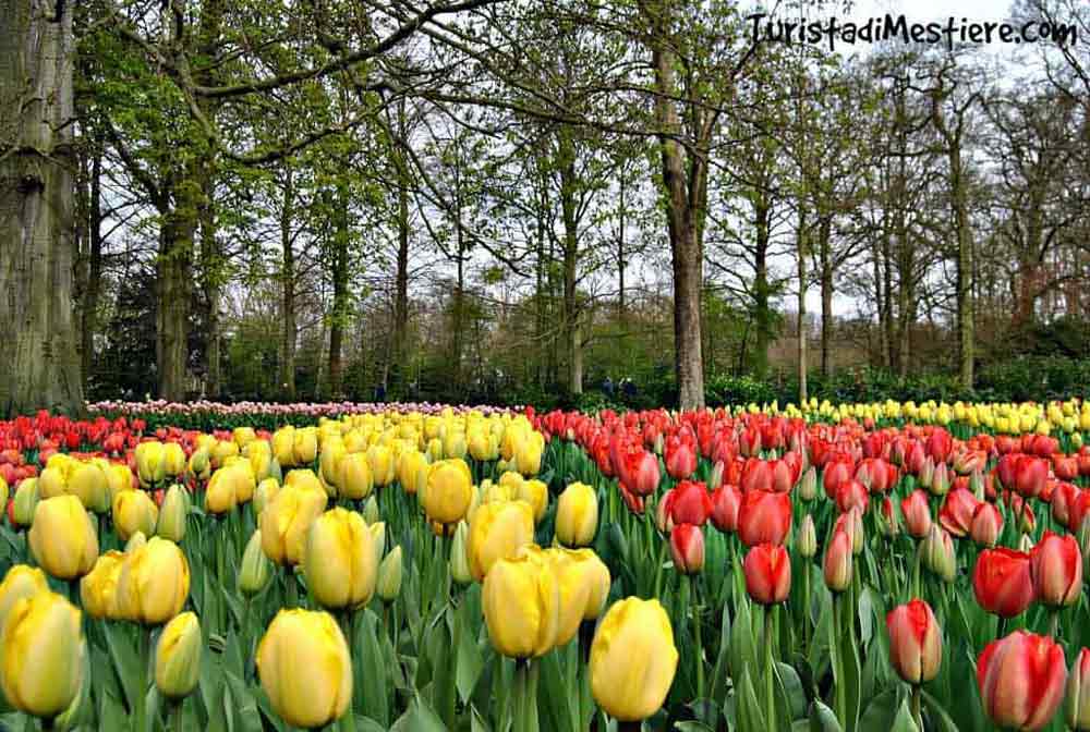 keukenhof-2017-