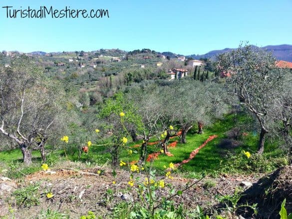 Azienda Pascale Francesca Fosdinovo