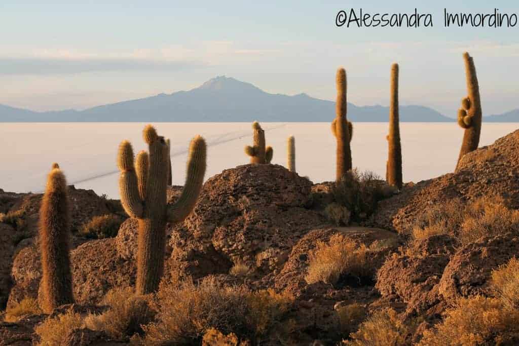 Bolivia-Salar-de-Uyuni-Isla Incahuasi