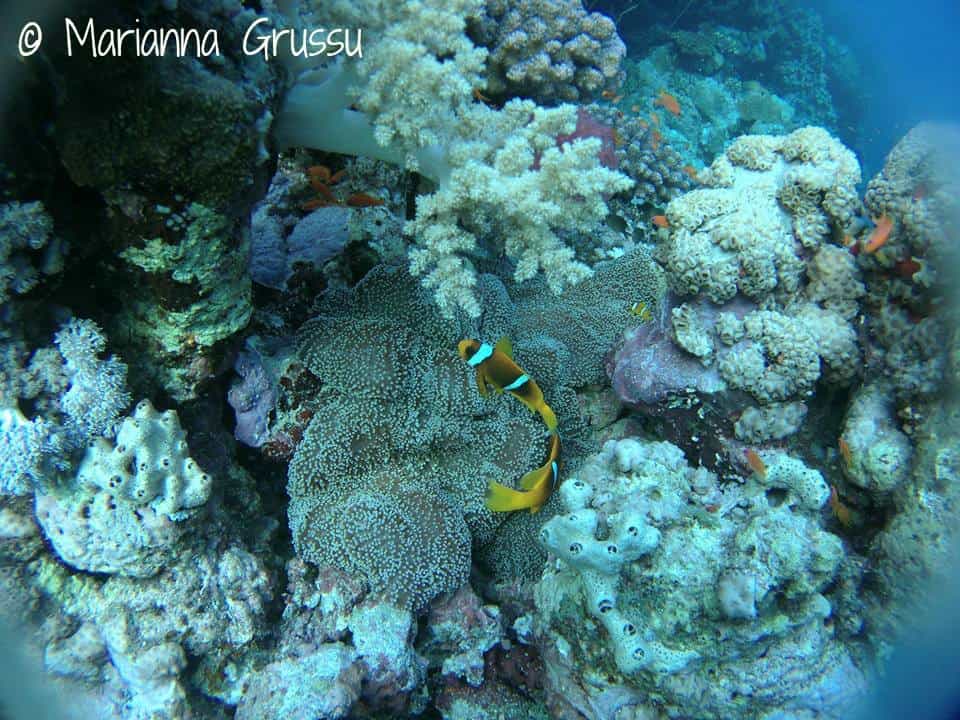 Diving-Sudan-Pesce-Nemo