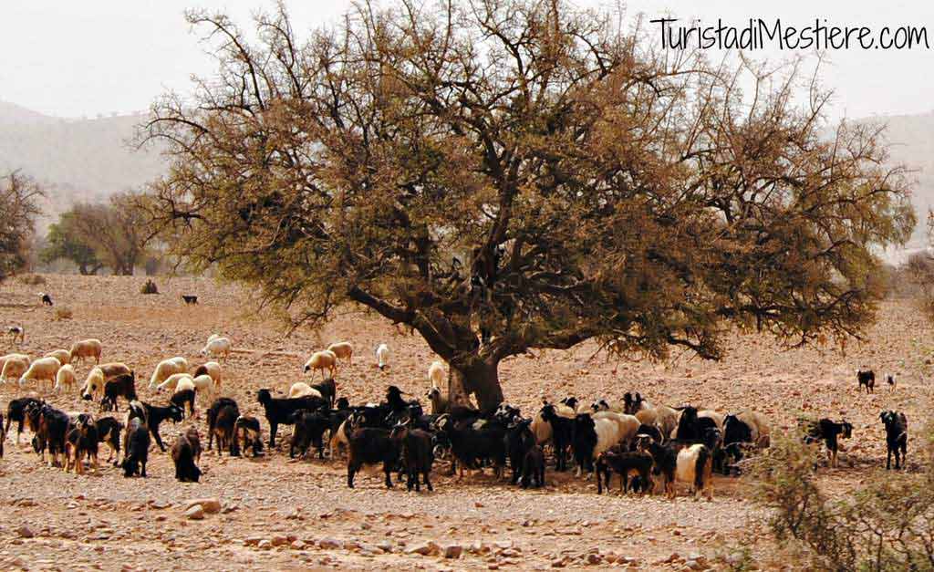 Capre-Albero-Argan-Marocco