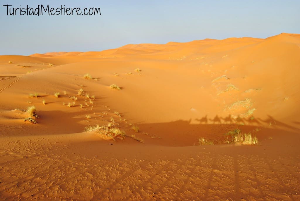 Erg-Chebbi-Camel-Morocco