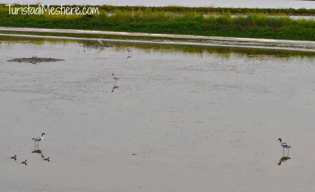 Birdwatching-Salina-Cervia