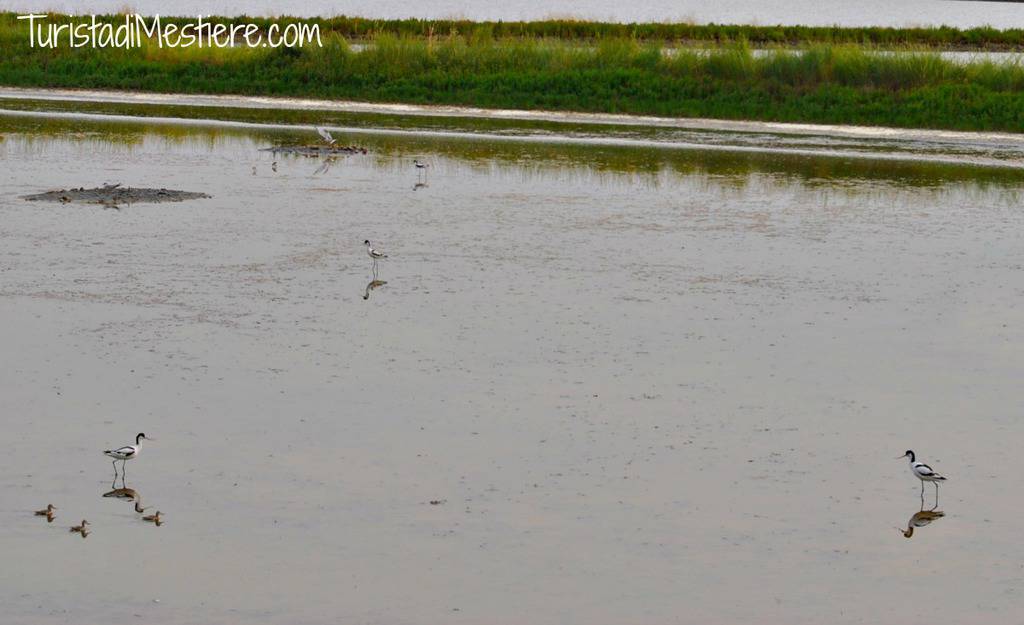 Birdwatching-Salina-Cervia