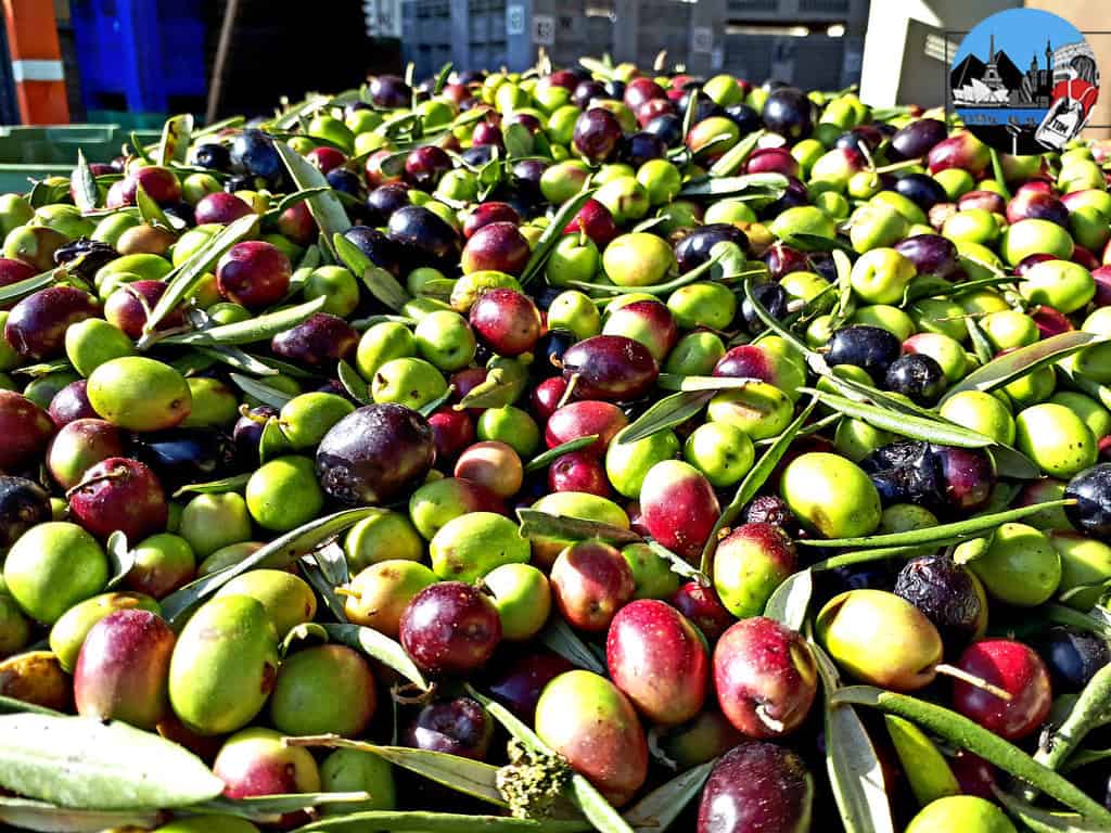 Raccolta-olive-Basilicata